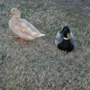 Meet your Posher, Bob